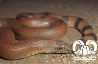 گونه کور مار بلوچستانی Brown Sand Boa